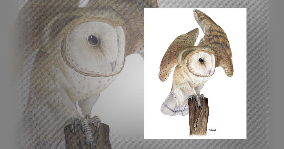 Barn Owl