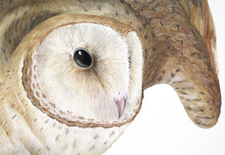 Barn Owl